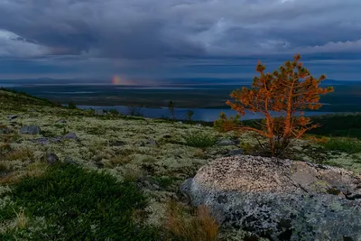 Величественная красота тундры: фотографии, которые вдохновляют