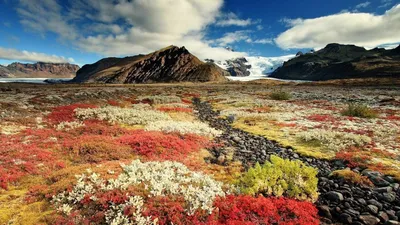 Загляните в мир Тундры через фотографии