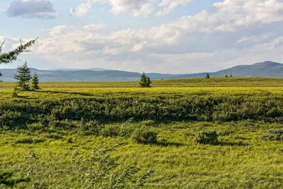 Фотографии Тундры весной, которые оставят вас восхищенными