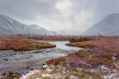 Фотографии Тундры весной: встреча с дикой природой