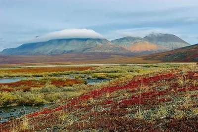 Удивительные фотографии тундры в HD качестве