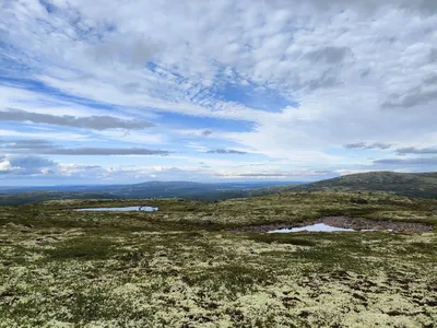 Величественные виды лесотундры на фото