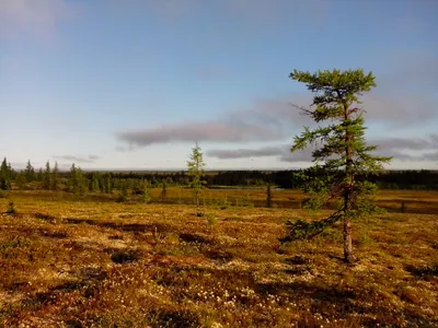 Уникальные снимки тундры в 4K качестве