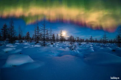 Тундра зимой: Великолепие природы на экране вашего устройства