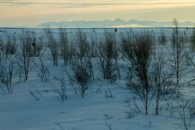 Тундра в снегу: Великолепие природы на вашем экране