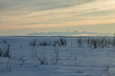 Фотографии зимней тундры: Отражение красоты в каждом пикселе