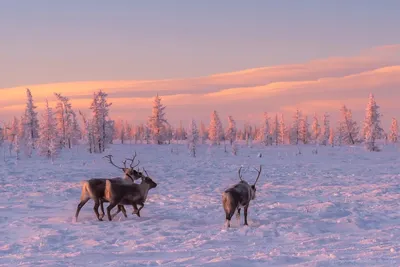 Тундра зимой: Природа в ее величии на вашем экране