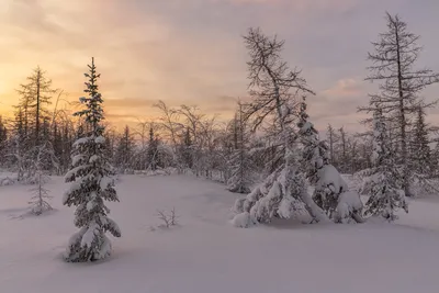Тундра в снежном вихре: Фотографии на любой вкус