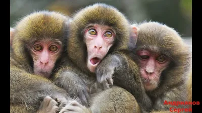 Фотографии Тупой обезьяны: бесплатные загрузки в разных форматах
