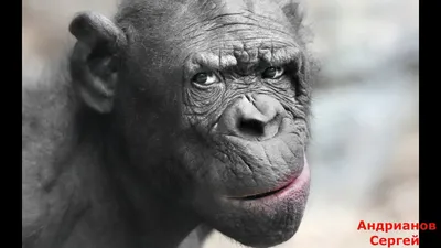 Тупая обезьяна: новые HD фото для вашего устройства