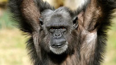 Лучшие моменты с Тупой обезьяной на фото: Необычные выражения лица