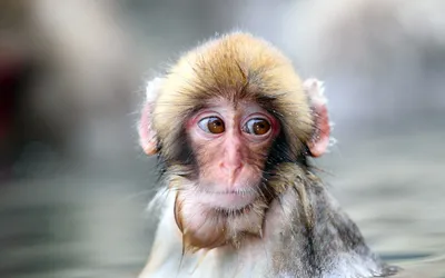 Шедевры фотографии с Тупой обезьяной: Как ее уловить на камеру