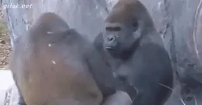 Взгляд в мир Тупой обезьяны: Уникальные кадры
