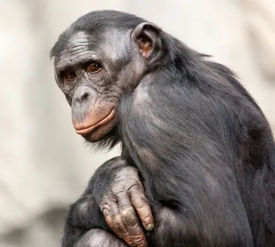 За кулисами съемок Тупой обезьяны: Забавные моменты