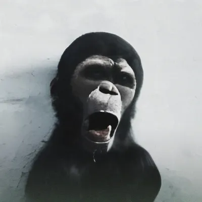 Тайны фотографий Тупой обезьяны: Разгадываем выражения