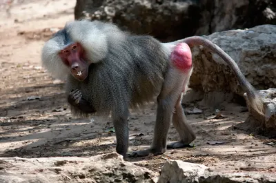 Жизнь Тупой обезьяны на фото: Откровенные моменты