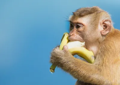 Моменты радости и грусти: Жизнь Тупой обезьяны на фотографиях