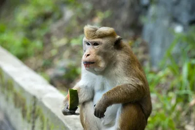 Скачать бесплатно: Фотографии обезьян в 4K
