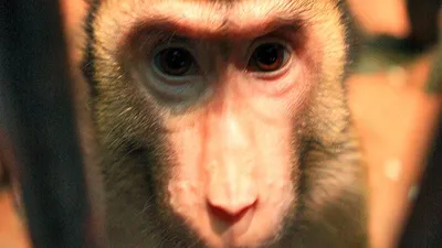 Удивительные фотографии обезьян в вебп формате