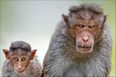 Фон с обезьянами: Лучшие снимки
