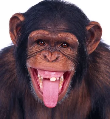 Фотографии обезьян в года обезьяны (2024)