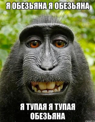 Фотография тупой обезьяны в HD качестве: скачать бесплатно!
