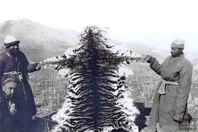 Фотография Туранского тигра с живописным задним планом