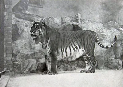 Впечатляющая фотка Туранского тигра с высоким разрешением
