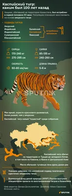 Фотография редкого Туранского тигра для скачивания
