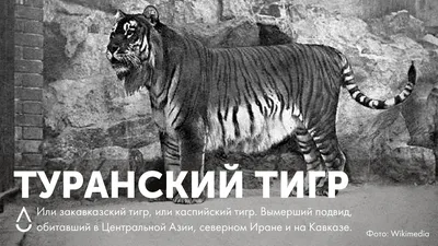 Фотка Туранского тигра: красота дикой природы в одном кадре