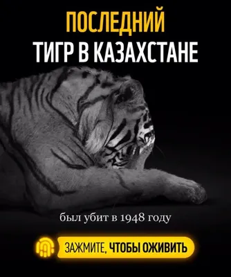 Потрясающая фотка Туранского тигра с высоким разрешением