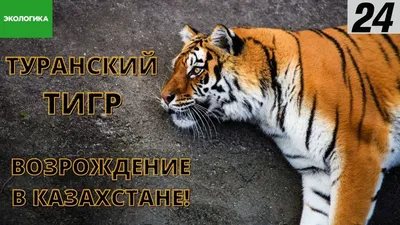 Изображение редкого Туранского тигра для свободного скачивания