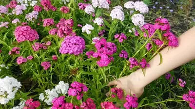 Удивительное изображение Турецкой розы в формате jpg