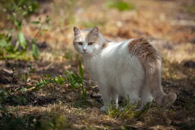 Фото кошек, которые обожают турецкие ванны