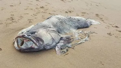 Туристы на пляже: отдых, солнце и море