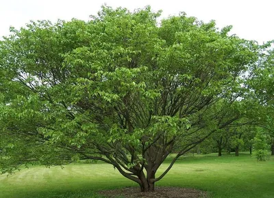 Пейзажные снимки тутовника дерева в хорошем качестве