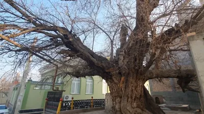 Волшебный мир Тутовых деревьев на фотографиях