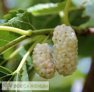 Уникальные фото тутового дерева для вашего выбора