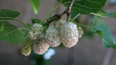 Изображение тутового дерева для скачивания на айфон бесплатно