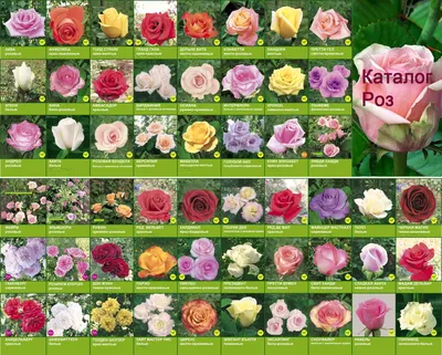 Фотка Тысяча роз в импозантном разнообразии