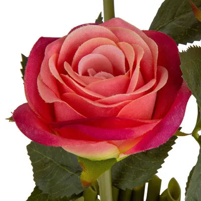 Фотографии роз в формате webp: гарантия высокого качества