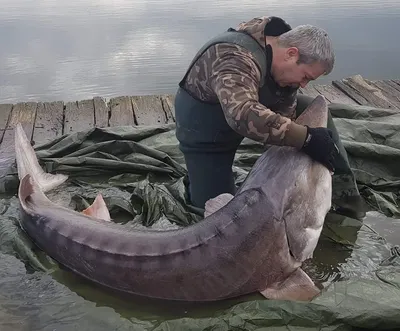 Уникальное изображение рыбы с черной икрой