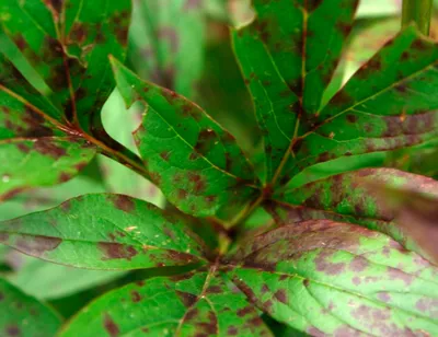 Удивительная красота: изображения пионов с закручивающимися листьями