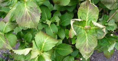 Фото пионов с эффектными гнущимися листьями в формате webp