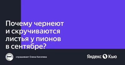 Эмоции, запечатленные на фото: пионы с изогнутыми листьями