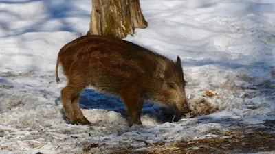 Зимний лов: Изображение убитого кабана