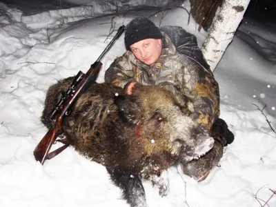 Фотография зимней дикой природы: Картинка с убитым кабаном