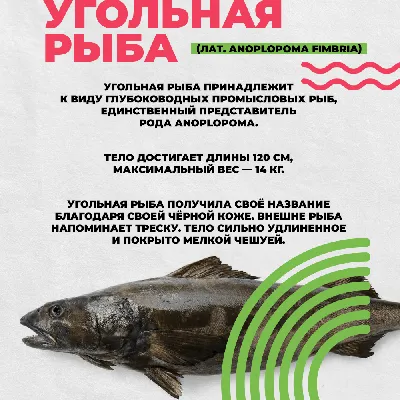 Угольная рыба  фото