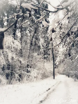 Фото Уютные зимы: настроение зимнего волшебства