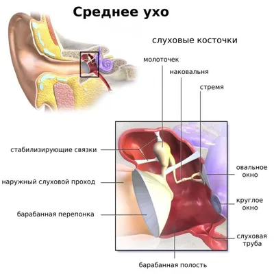 Фото уха человека: Магия формата JPG